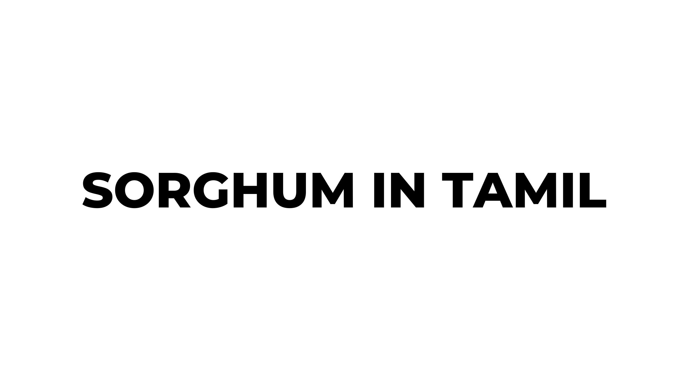 Sorghum Meaning in Tamil